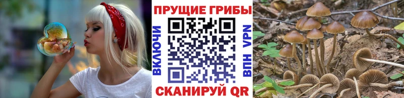 OMG сайт  Каменск-Уральский  даркнет клад  купить наркоту  Псилоцибиновые грибы Psilocybe 
